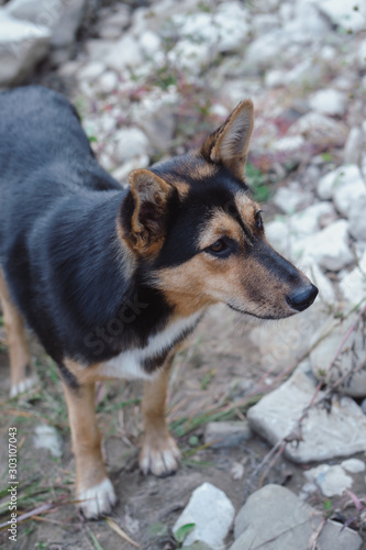 portrait of a dog