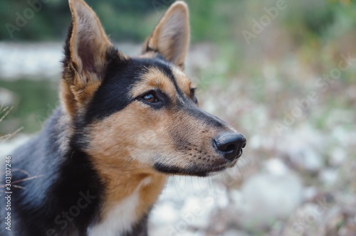 Dog portrait