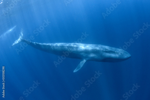 Blue Whale underwater photo