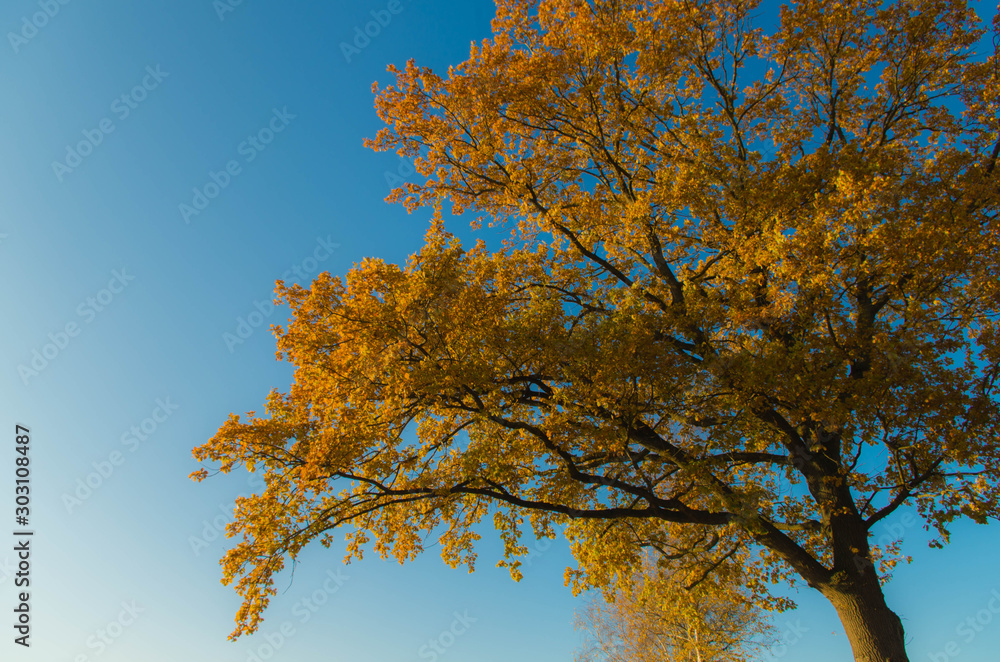 Naklejka premium Der einsame bunte Baum