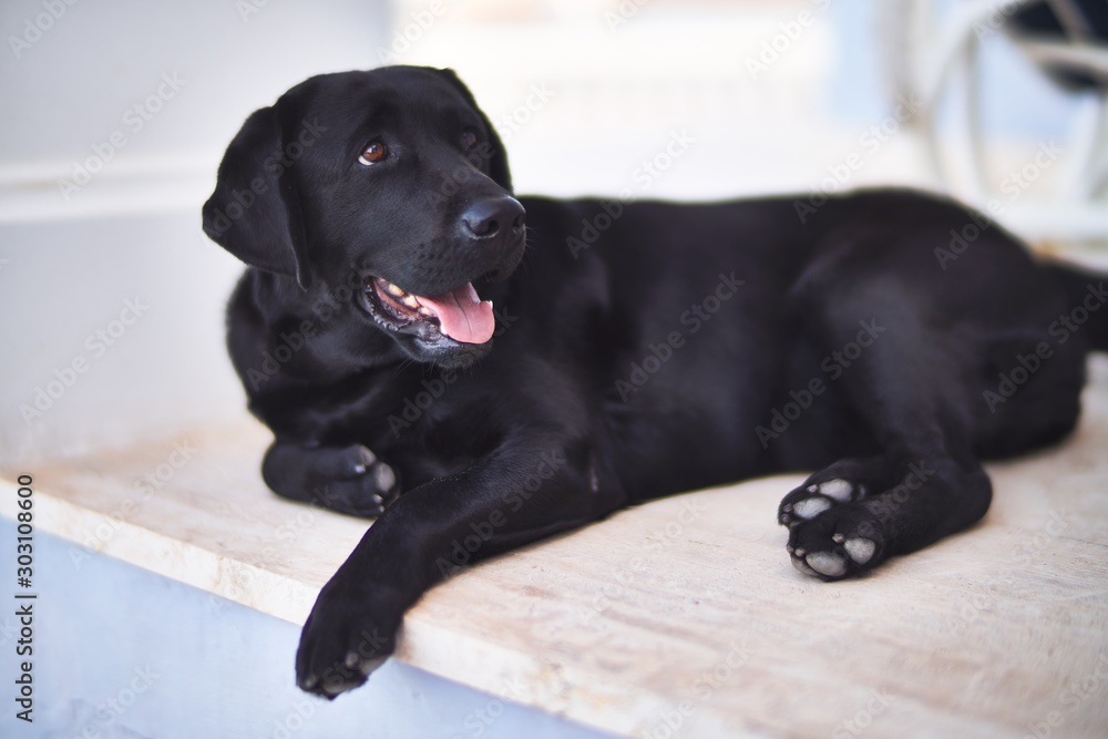 Beautiful black labrador dog lying down at terrace Beautiful black labrador dog lying down at terrace