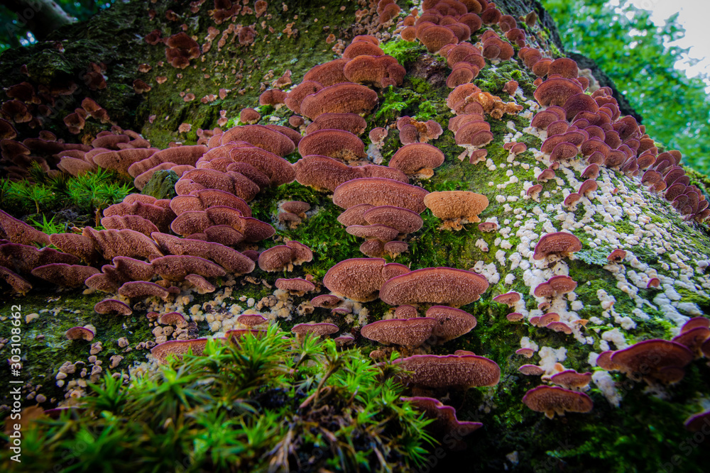 Interesting Colorful fungus