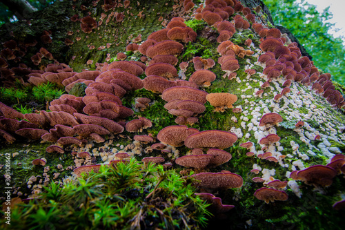 Obraz na płótnie Interesting Colorful fungus w salonie