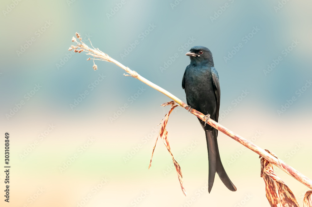 Obraz premium A serious looking black drongo on a perch