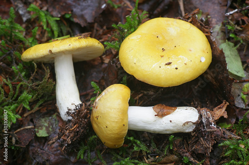 Russula claroflava, known as the yellow swamp russula or yellow swamp brittlegill, wild edible mushroom from Finland