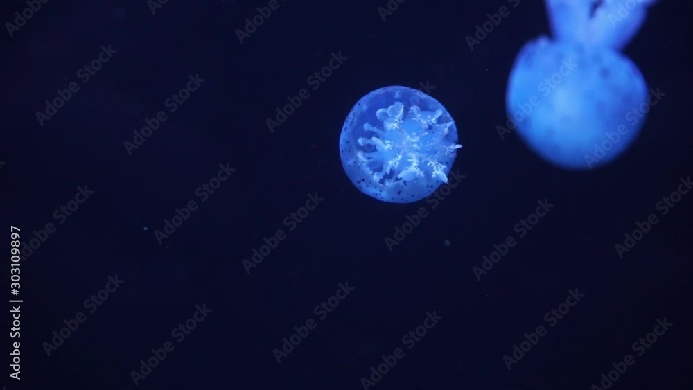 Neon Blue Cyan Jellyfish Illuminated With Color Light Underwater. Jelly fish in sea ocean saltwater aquarium. Multi-colored neon jellyfish swims. VJ concept. Neon Blue Cyan Jellyfish Illuminated With Color Light Underwater. Jelly fish in sea ocean saltwater aquarium. Multi-colored neon jellyfish swims. VJ concept.