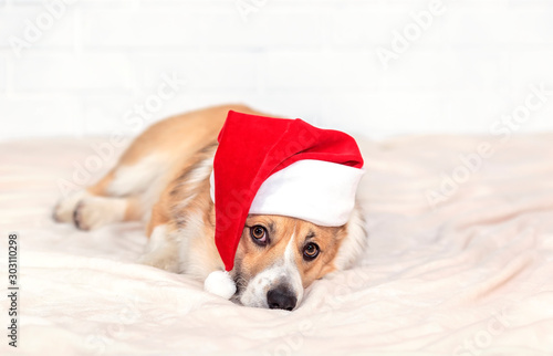 holiday card with cute ginger puppy dog Corgi in Santa's Christmas red hat lying on white plaid © nataba