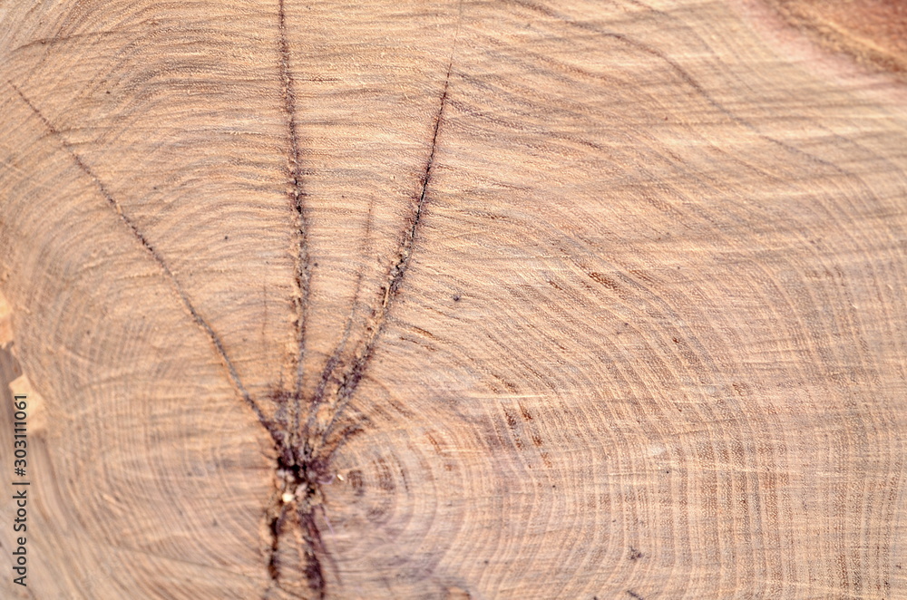 Fototapeta premium Wood Texture Background