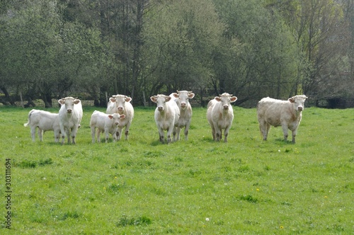 Cows in meadows