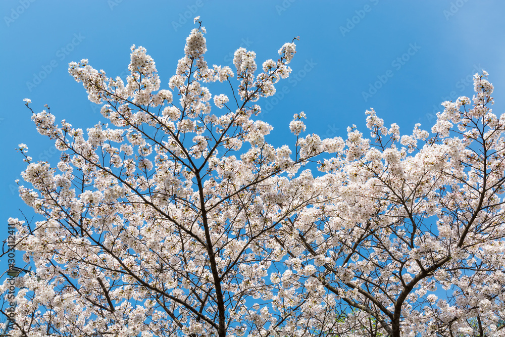 Cherry blossom against blue sky, Prunus serrulata, which is commonly called sakura