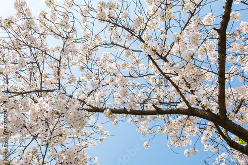 Cherry blossom against blue sky  Prunus serrulata  which is commonly called sakura