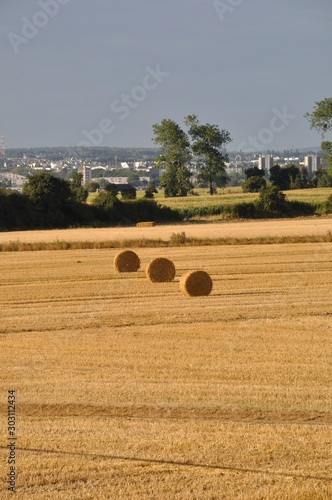  Round straw bales in harvested fields