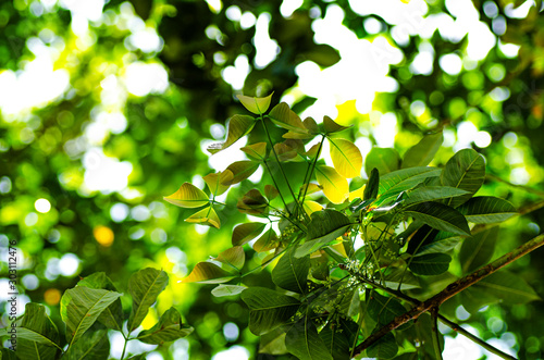 green leaves under bright sunny day over  shallow depth of field background