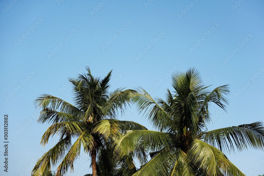 Fototapeta premium Two coconut trees with green long leaves and blue sky background is space for copy paste texts on a beautiful sunny day.