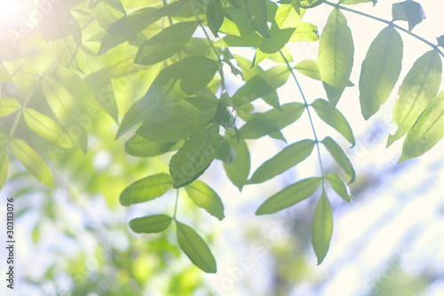 Tree branches with gren leaves swaying on wind on nature blur background  closeup view. Sun s rays shining through the leaves of the trees.