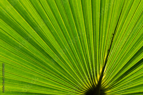 abstract green stripes from tropical palm leaf texture background.