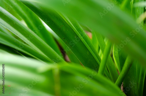 green tropical leaf with stripes and texture for background