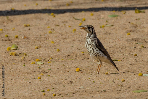 A Groundscraper Thrush in the Erongo Region of Namibia photo