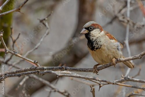 Male House Sparrow in the Erongeo Region of Namibia