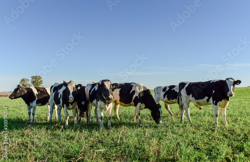 Wallpaper Mural Dairy cow in Pampas countryside,Patagonia,Argentina Torontodigital.ca