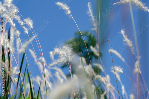 closeup image of white grass flower call Cogongrass (Imperata cylindrica) under bright sun