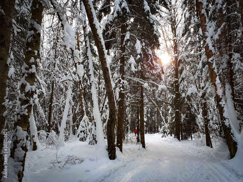 winter spruce forest covered with snow © Sergey