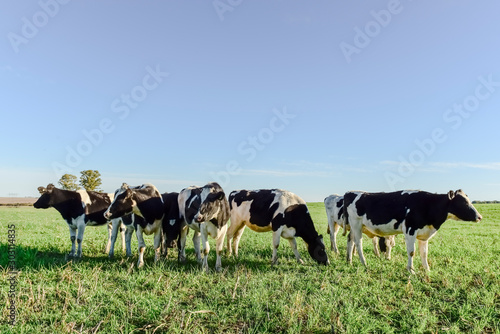 Dairy cow in Pampas countryside,Patagonia,Argentina © foto4440