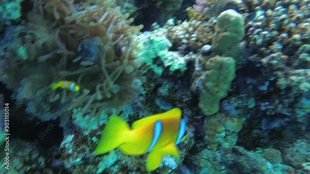 Clown fish And Sea Anemone Partnership, Close Up View, slow motion, UHD Clown fish And Sea Anemone Partnership, Close Up View, slow motion, UHD