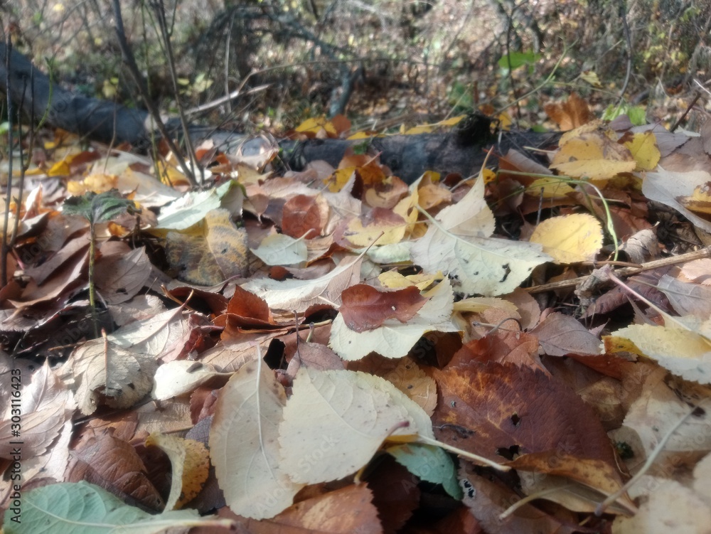 Fototapeta premium autumn leaves on ground