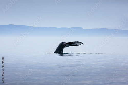 Canada, British Columbia. Humpback whale tail in Victoria © ronnybas
