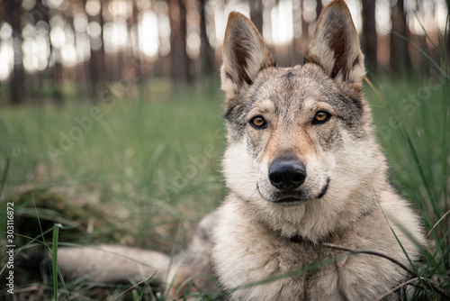 Fotografie Czechoslovakian wolfdog, a breed coming from German Shepherd and wolf easily mis