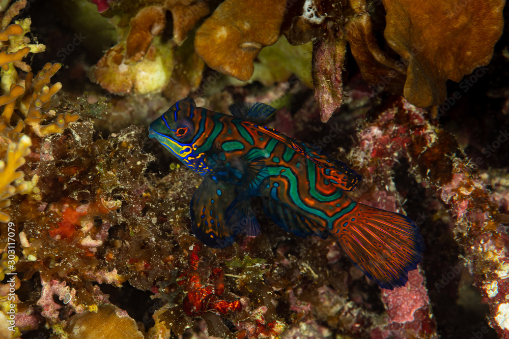 mandarinfish coming out of hidnig at dusk to spawn mandarinfish coming out of hidnig at dusk to spawn