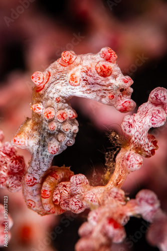 red pygmy seahorse  barbiganti