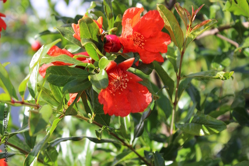 PAMOGRENET FLOWER