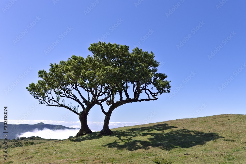 Isolated crooked tree in the grassland above clouds (Fanal, Madeira, Portugal, Europe)