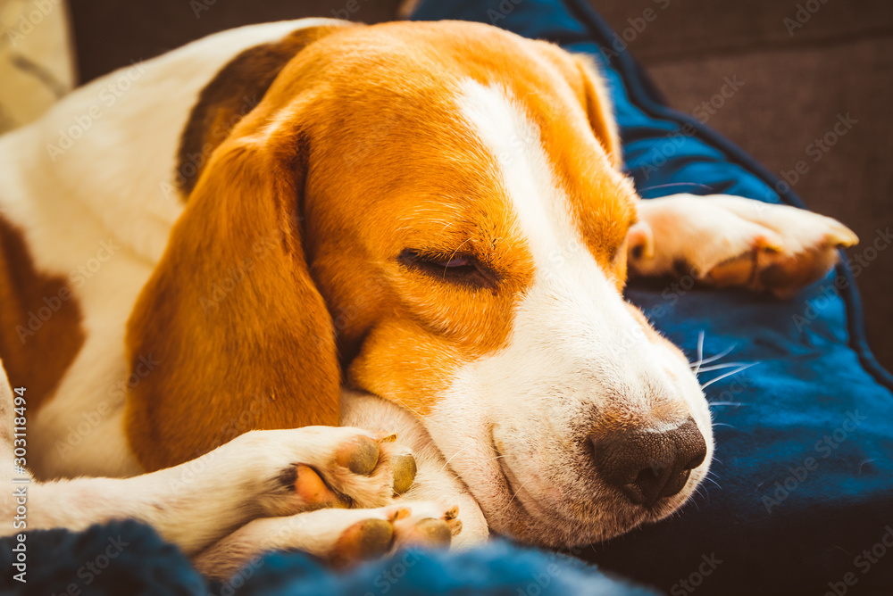 Adorable Beagle dog sleeping on couch. Canine background. Lazy rainy day on couch