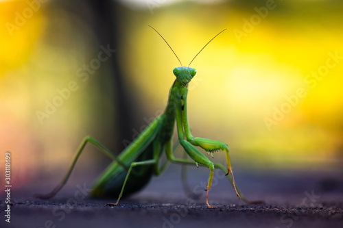 Nice green mantis close up macro isolated color insect nature 