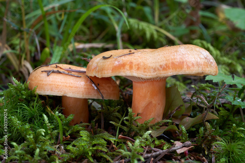Edible mushroom Lactarius salmonicolor in the fir forest. Milk-cap mushroom in the plants. Fungus with salmon colored cap and stem. Autumn time in the forest. photo