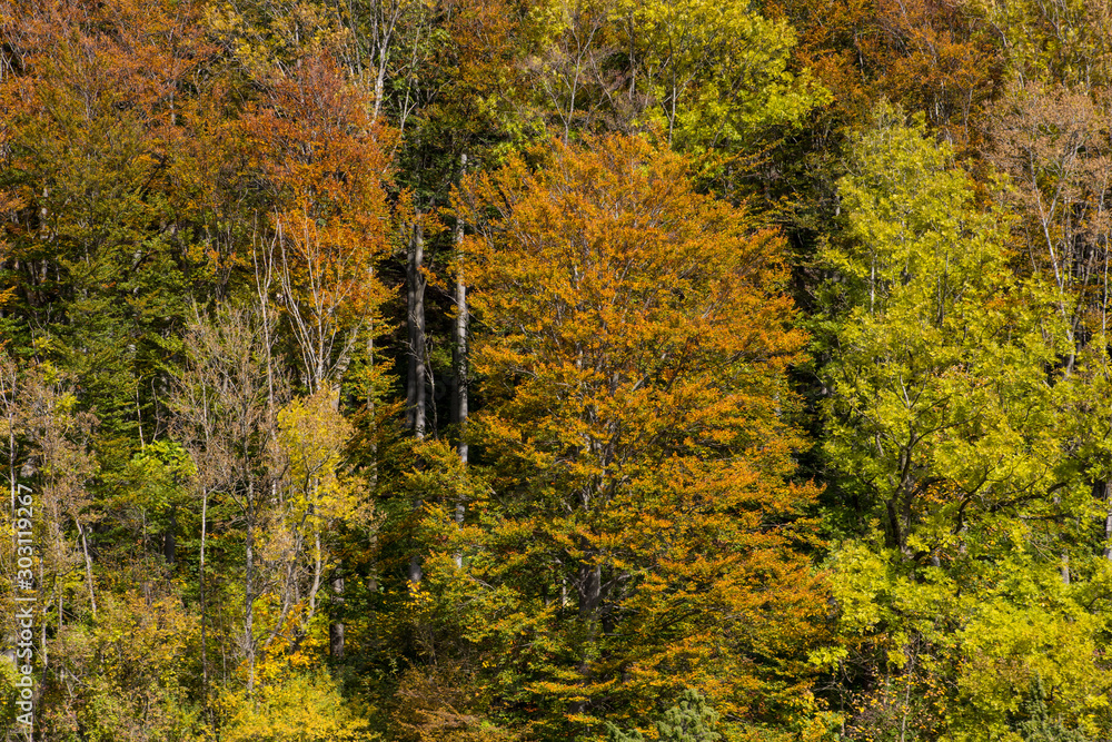 herbstlicher Wald bei Donzdorf herbstlicher Wald bei Donzdorf