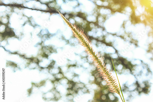 Desho grass Pennisetum pedicellatum at sunset time photo