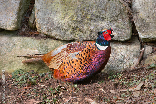 Male Pheasant, Ring necked Pheasant, Phasianus colchicus, England, UK.