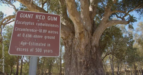 The Giant Red Gum Tree in Orroroo est. to be 500+ years old, South Australia photo