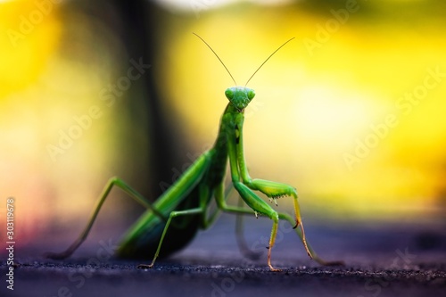 Nice green mantis close up macro isolated color insect nature 