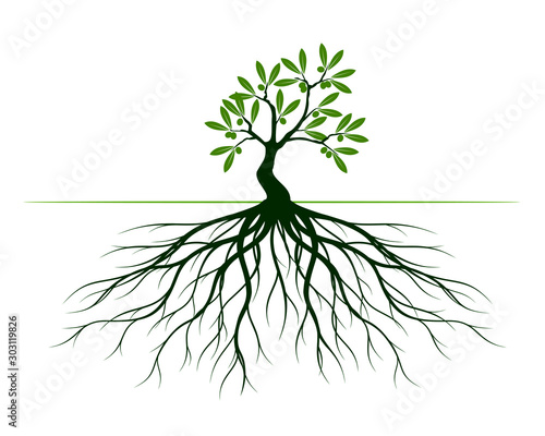 Spring olive tree with big roots. Plant in garden. Vector illustration.