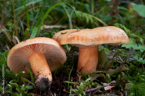 Edible mushroom Lactarius salmonicolor in the fir forest. Milk-cap mushroom in the plants. Fungus with salmon colored cap and stem. Autumn time in the forest.