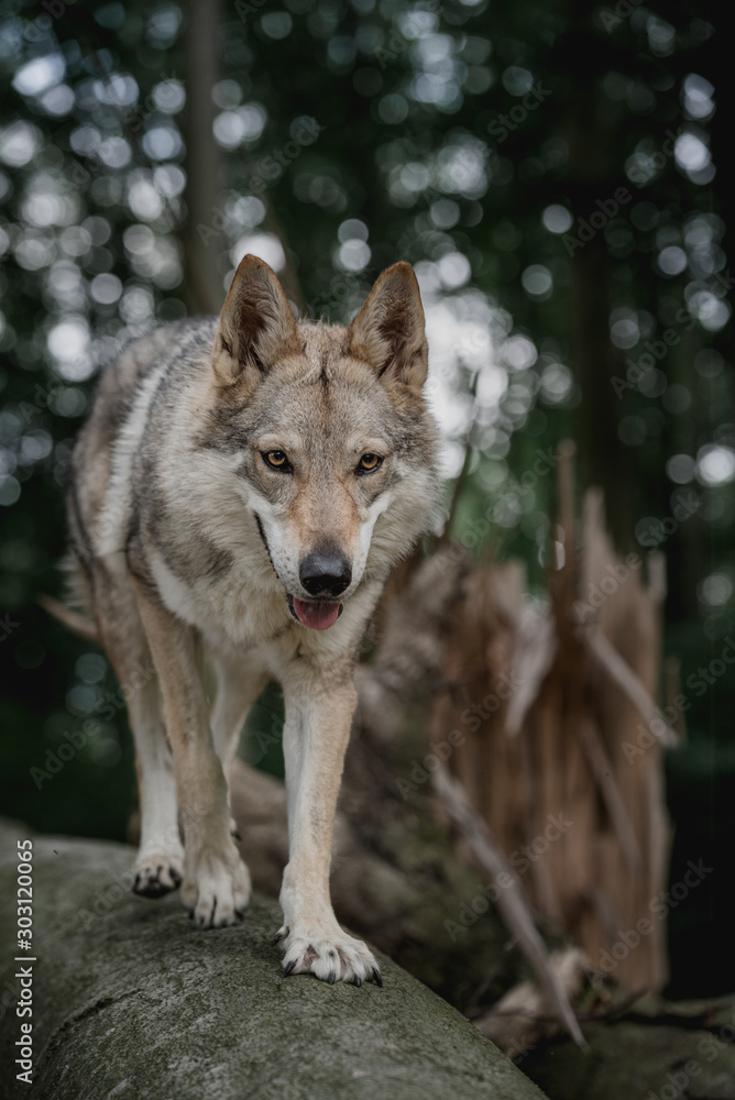 Czechoslovakian wolfdog, a breed coming from German Shepherd and wolf easily mistaken with wolf Czechoslovakian wolfdog, a breed coming from German Shepherd and wolf easily mistaken with wolf