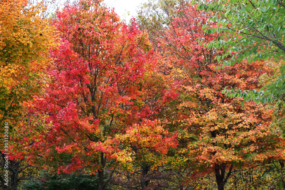 Fall foliage in the trees in suburban Maryland