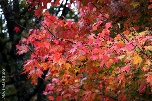 Maple tree branch in fall