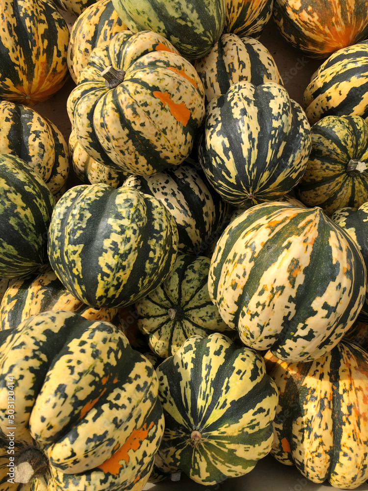 Many pumpkins at the patch in October