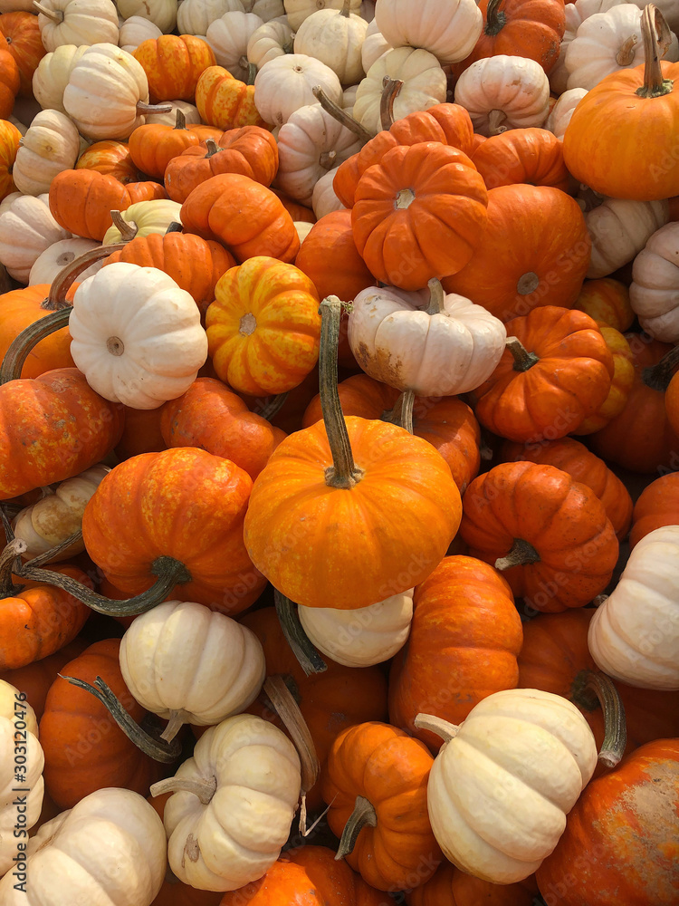 Many pumpkins at the patch in October Many pumpkins at the patch in October
